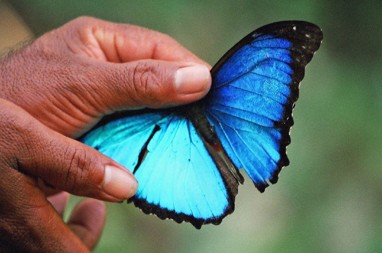 Ein leuchtend blauer Schmetterling aus dem Amazonasbecken wird vorsichtig in zwei Händen gehalten