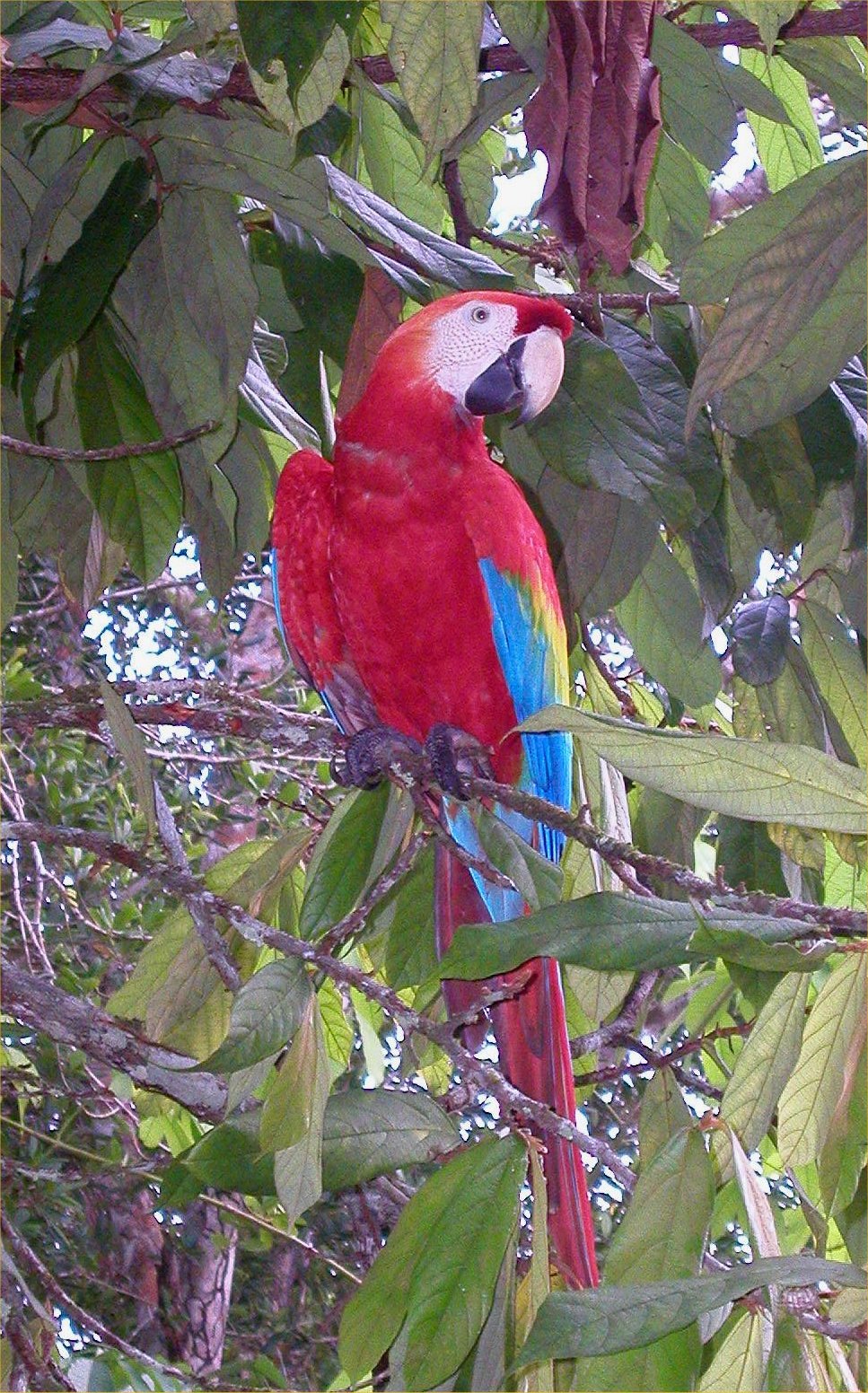 Ein Hellroter Ara sitzt zwischen grünen Blättern im Amazonas-Regenwald
